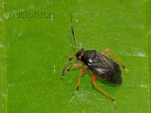 Capsus ater