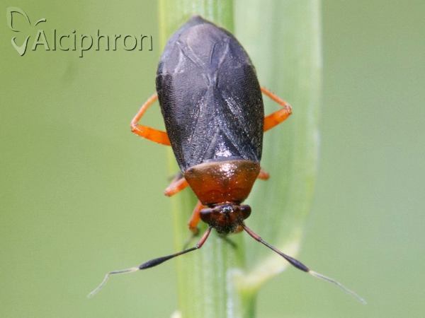 Capsus ater