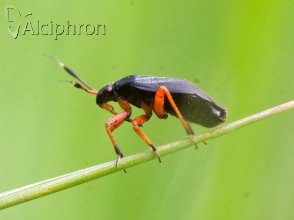 Capsus ater