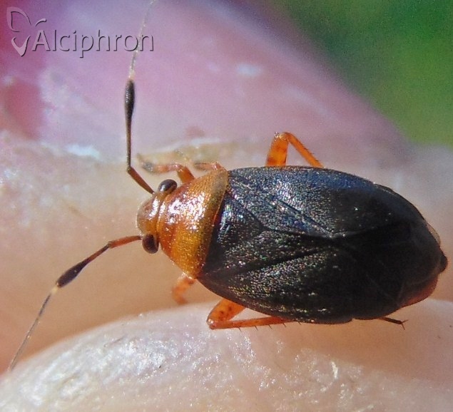 Capsus ater