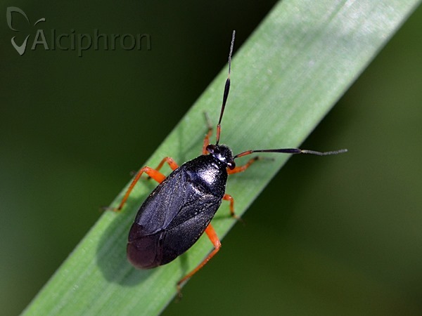 Capsus ater
