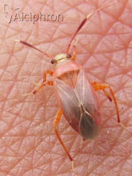 Capsus ater
