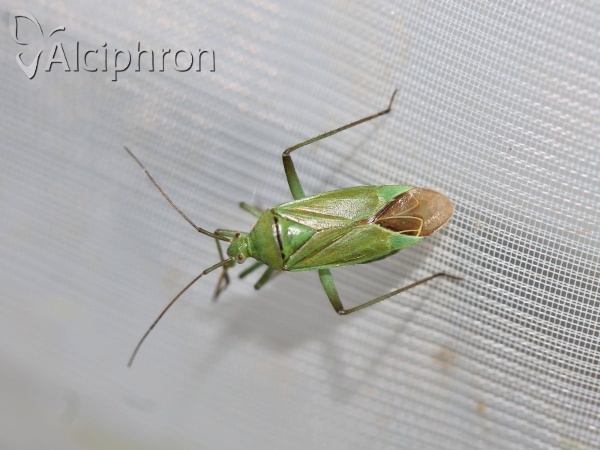 Calocoris affinis