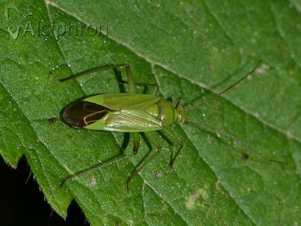 Calocoris affinis