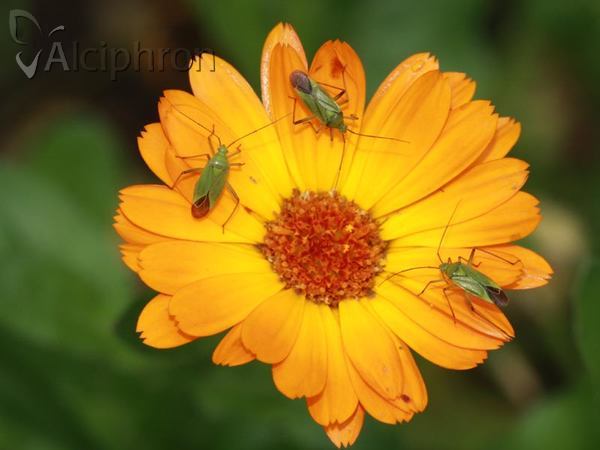 Calocoris affinis