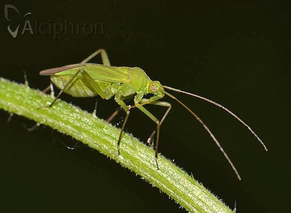 Calocoris affinis