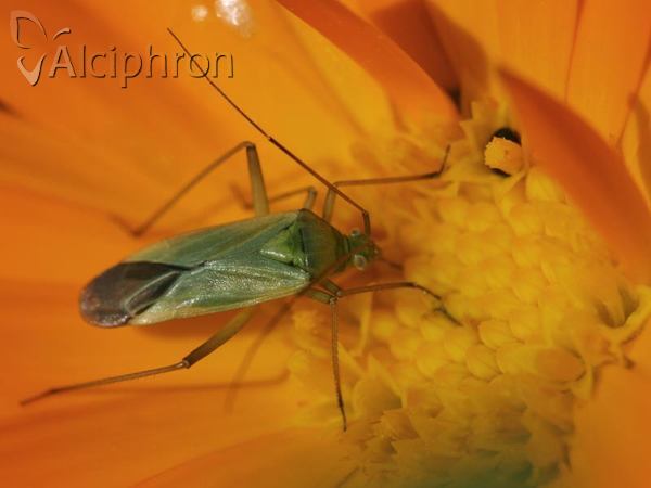 Calocoris affinis