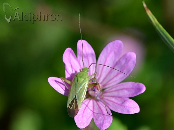 Calocoris affinis