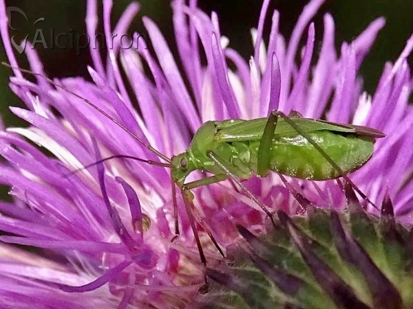 Calocoris affinis