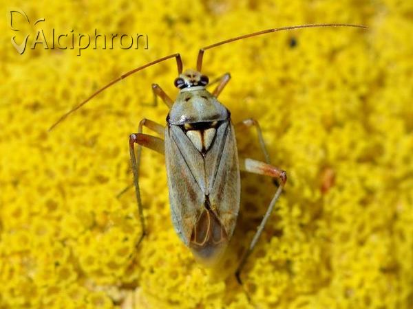 Calocoris roseomaculatus