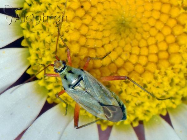 Calocoris roseomaculatus