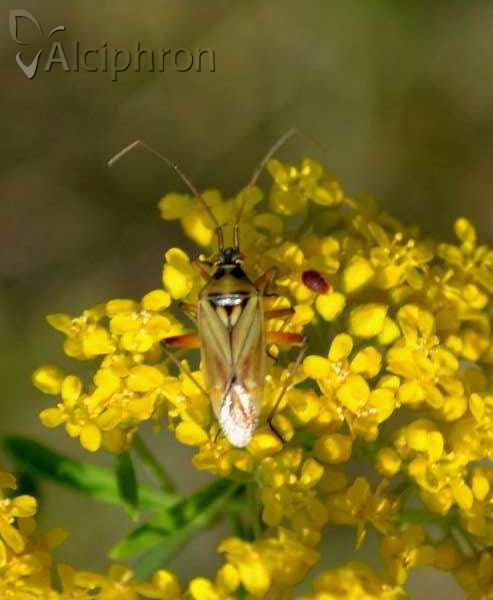 Calocoris roseomaculatus