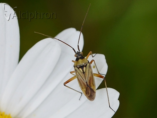 Calocoris roseomaculatus