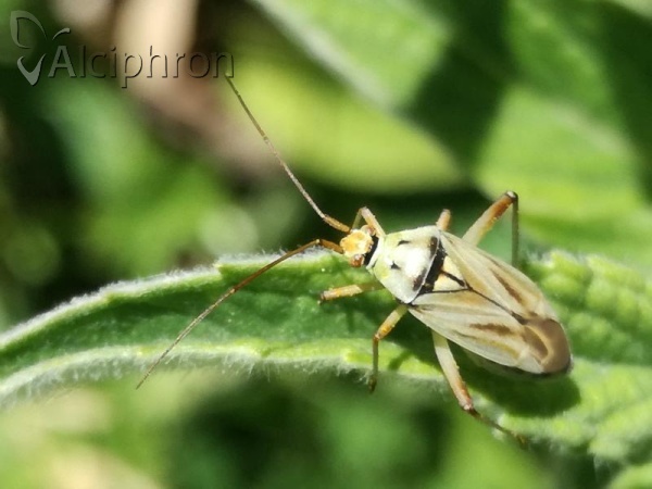 Calocoris roseomaculatus
