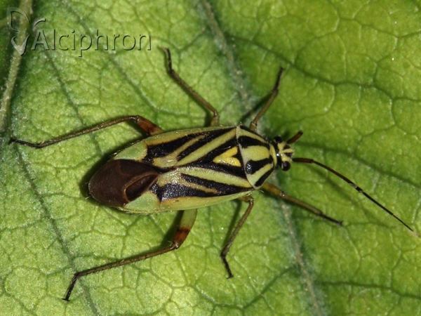Brachycoleus decolor