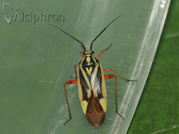 Brachycoleus decolor