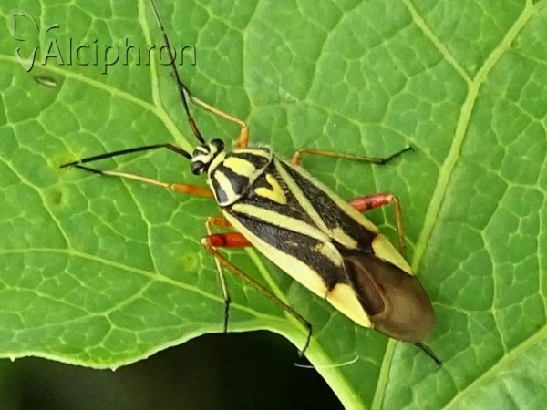 Brachycoleus decolor