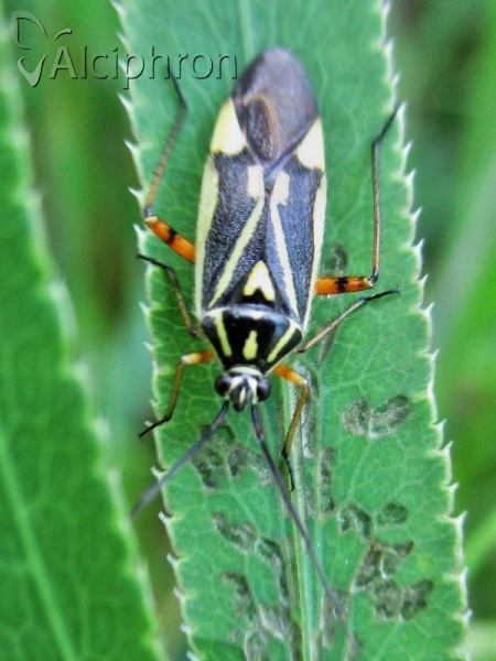 Brachycoleus decolor