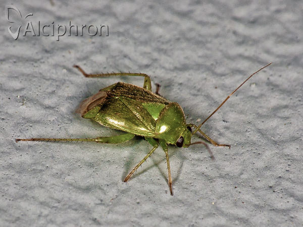 Apolygus spinolae