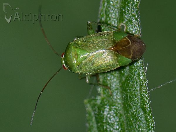 Apolygus spinolae