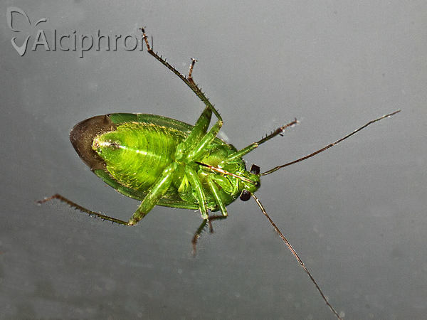 Apolygus spinolae
