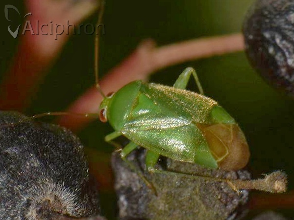 Apolygus spinolae