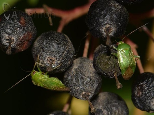 Apolygus spinolae
