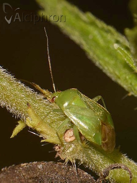 Apolygus spinolae