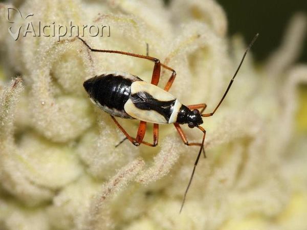 Alloeonotus egregius
