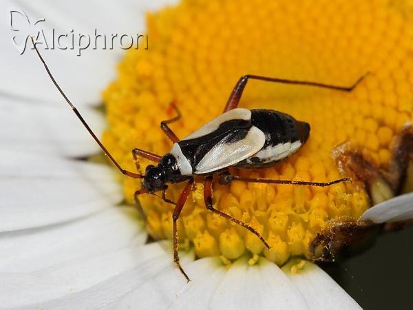 Alloeonotus egregius