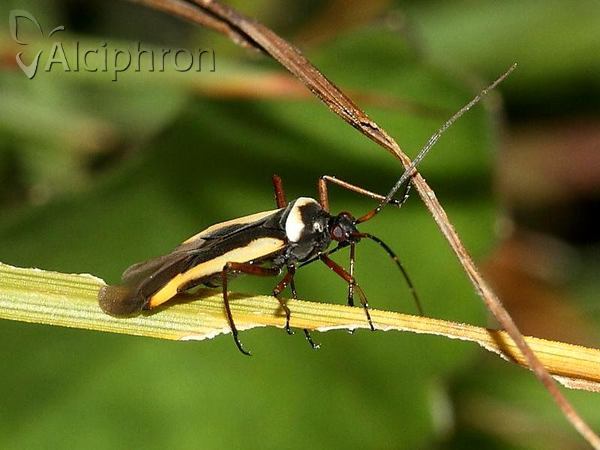 Alloeonotus egregius
