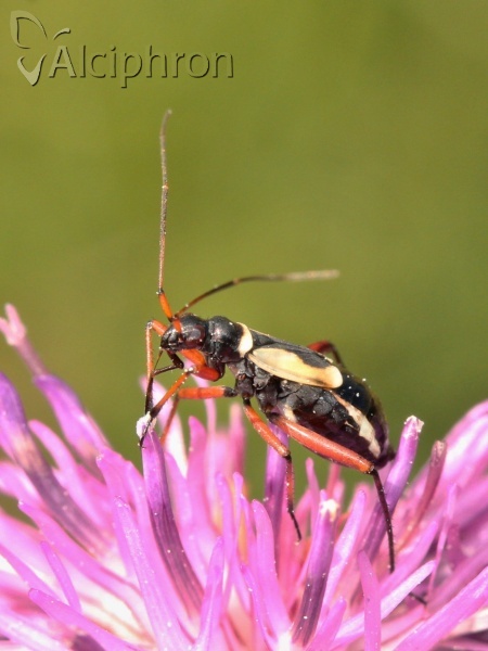 Alloeonotus egregius