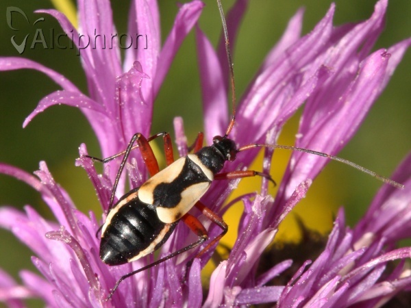 Alloeonotus egregius