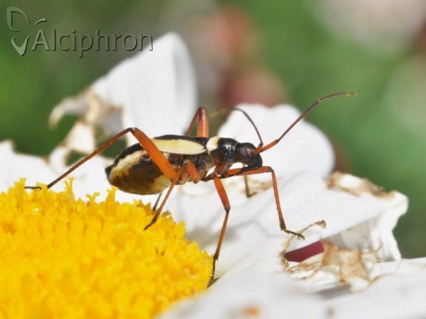 Alloeonotus egregius