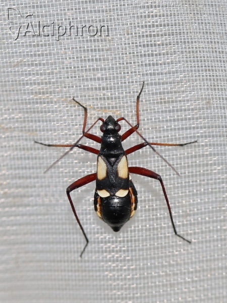 Alloeonotus fulvipes