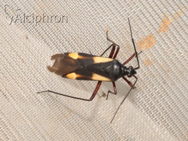 Alloeonotus fulvipes