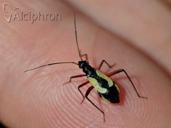 Alloeonotus fulvipes