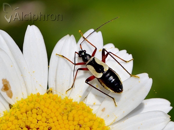 Alloeonotus fulvipes