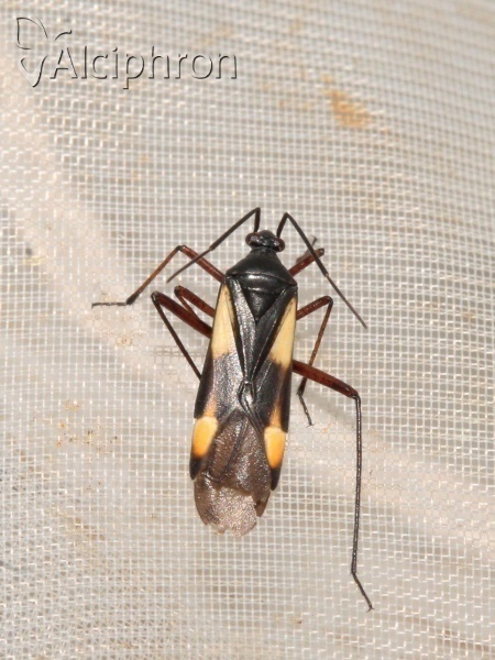 Alloeonotus fulvipes