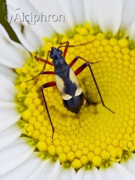 Alloeonotus fulvipes