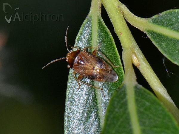 Agnocoris reclairei