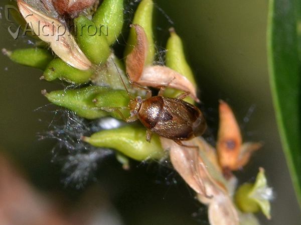 Agnocoris reclairei