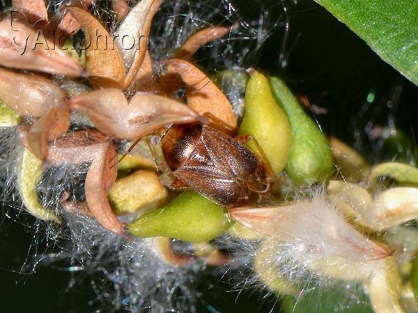 Agnocoris reclairei
