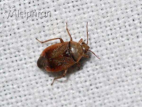 Agnocoris rubicundus