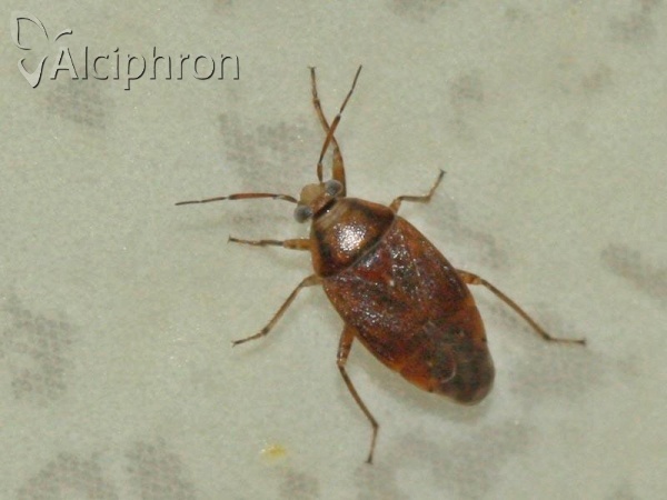 Agnocoris rubicundus