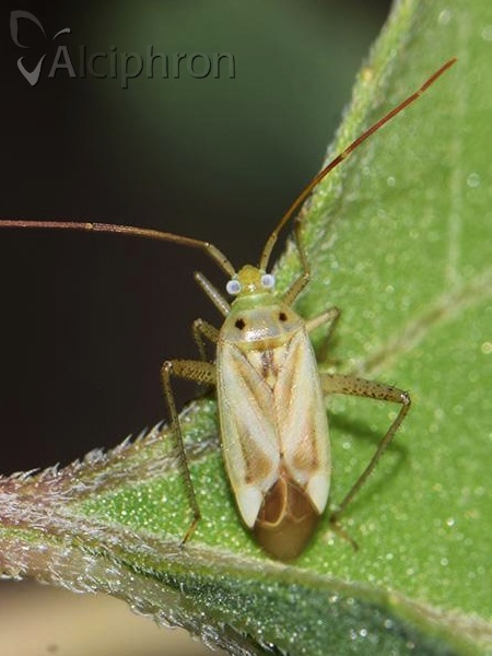 Adelphocoris lineolatus