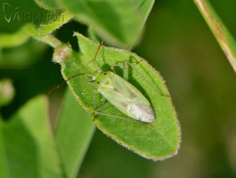 Adelphocoris lineolatus