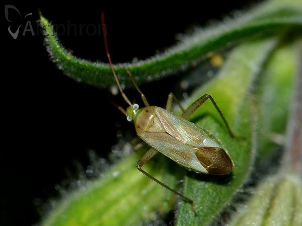 Adelphocoris lineolatus