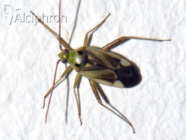 Adelphocoris lineolatus
