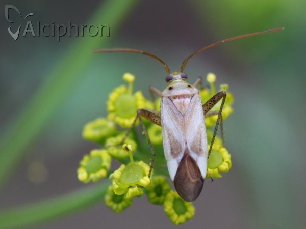 Adelphocoris lineolatus